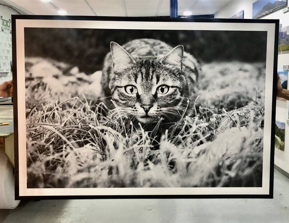 Fotografía de gato en blanco y negro, gran formato enmarcado